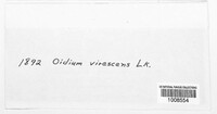 Oidium virescens image